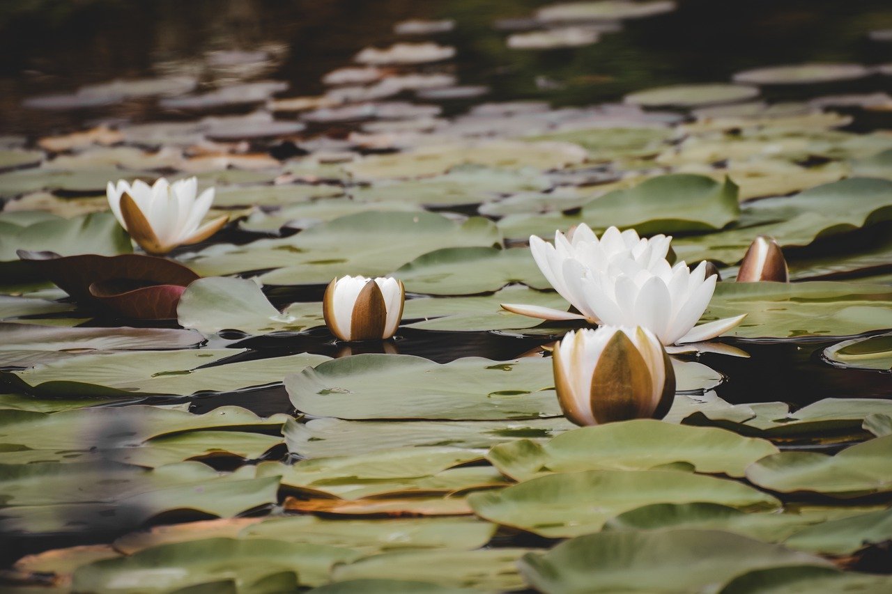 flower, water lilies, pond-7330864.jpg