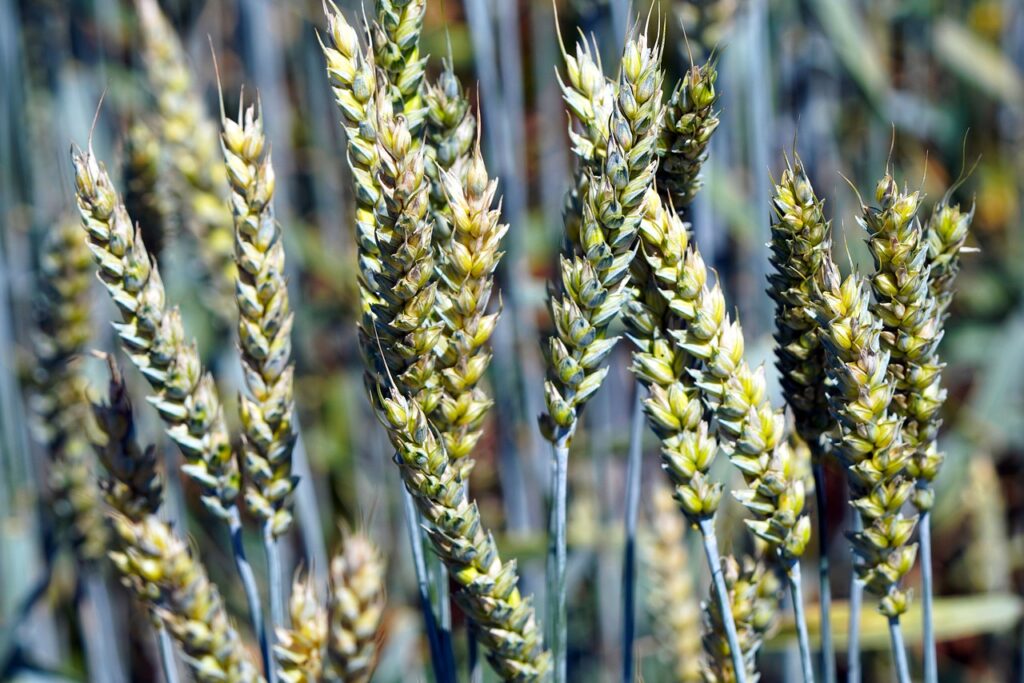 grain, grain field, spike-7292016.jpg