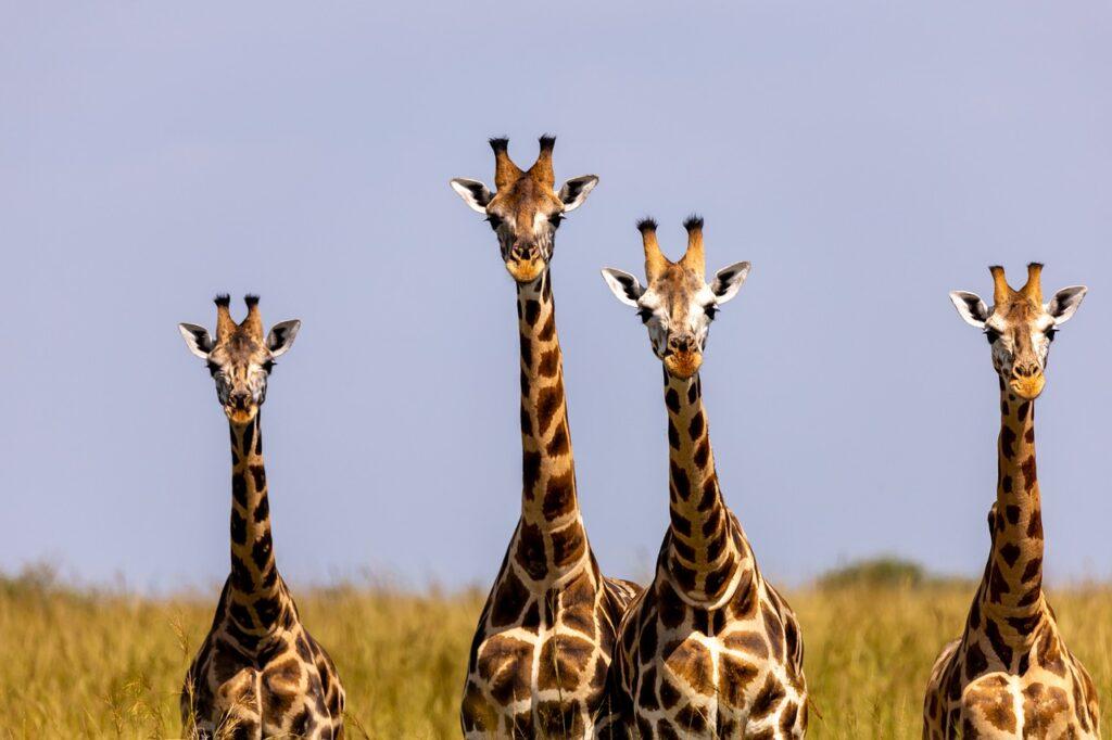 giraffes, animals, safari-7708393.jpg