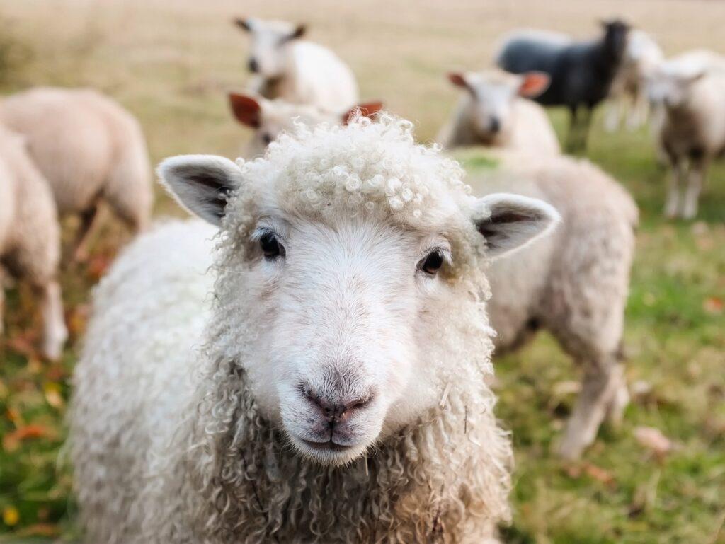 ireland, sheep, lambs-1985088.jpg