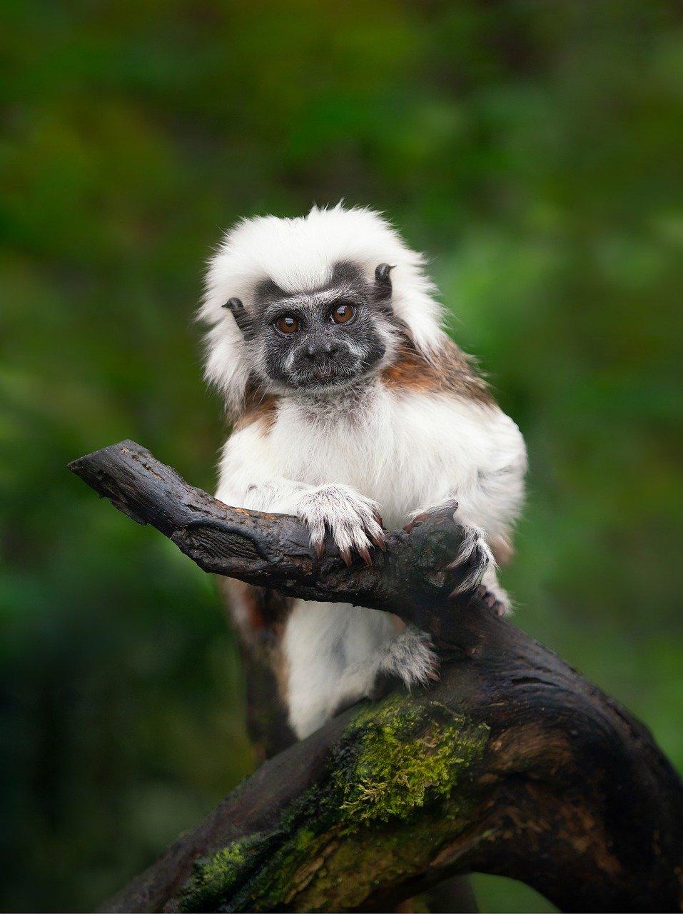 cotton top tamarin, tamarin, monkey-8463471.jpg